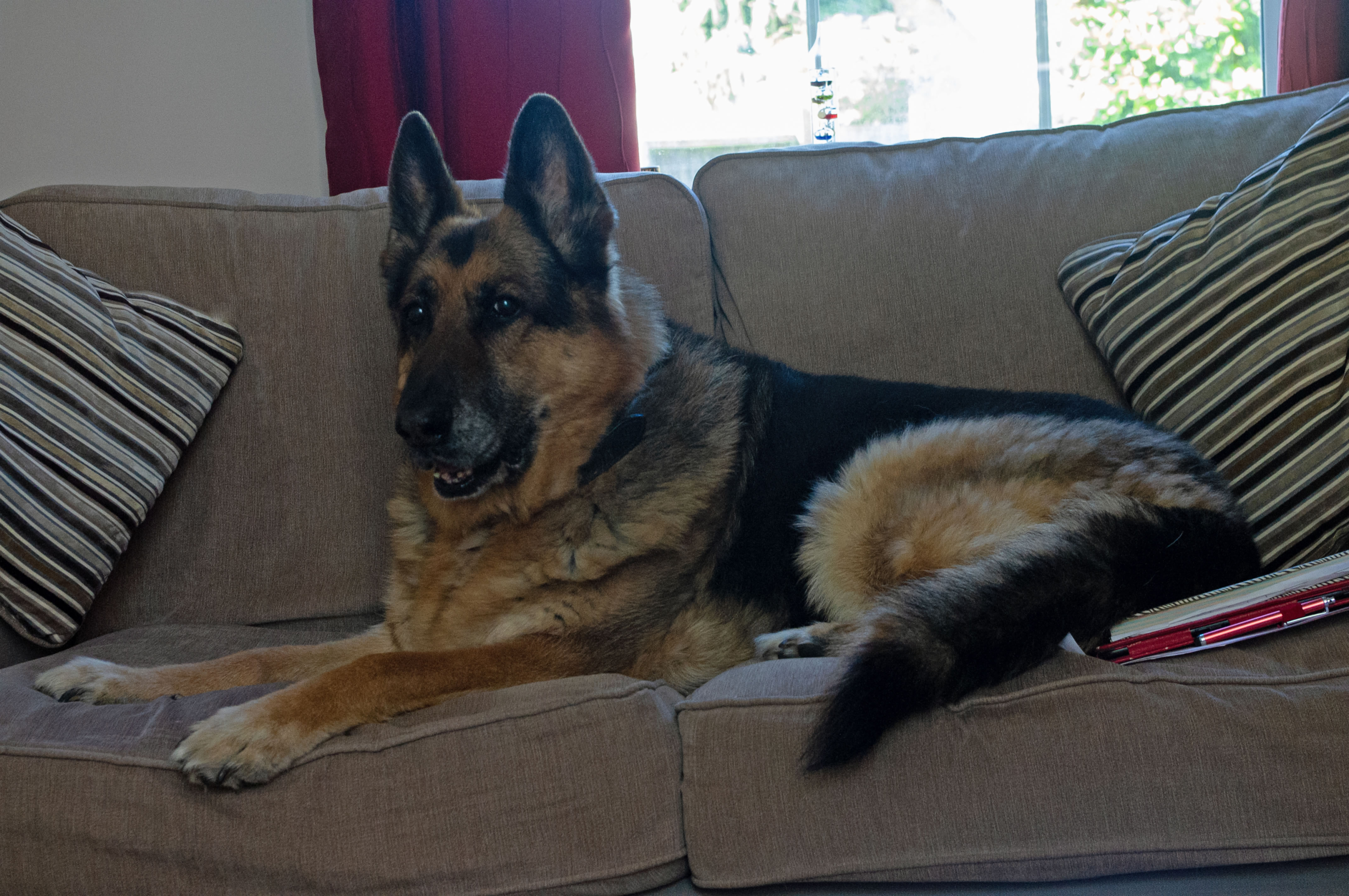Balsi on Settee 2020